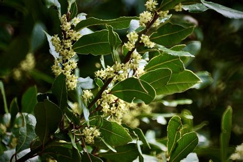 月桂樹種植|月桂樹（Laurus nobilis）